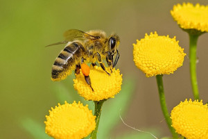 Fotowettbewerb "Bienenparadiese"